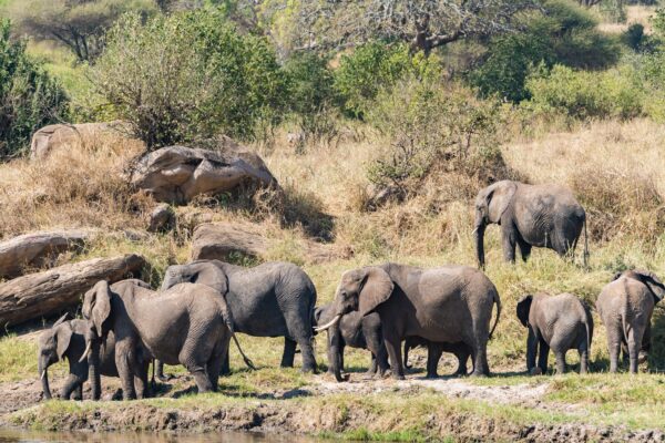 7-Day Tanzania Big 5 Focused Northern Circuit 7-Day Tanzania Big 5 Focused Northern Circuit