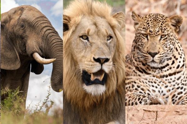 Big Five Safaris