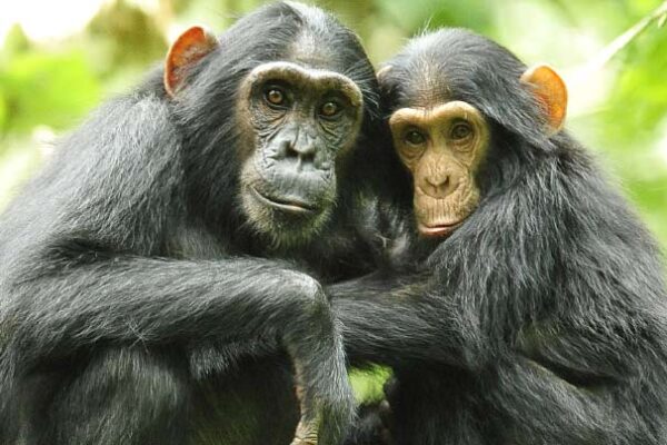 Chimpanzee Trekking