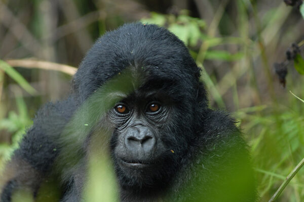 Gorilla-Trekking Gorilla-Trekking