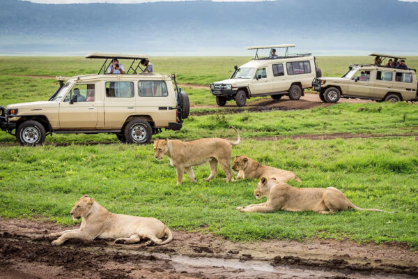 Group Joining Safaris