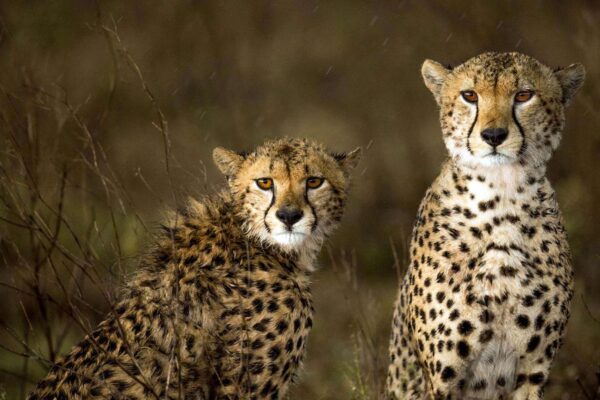Rift and Ridge Safaris East Africa Rift and Ridge Safaris East Africa