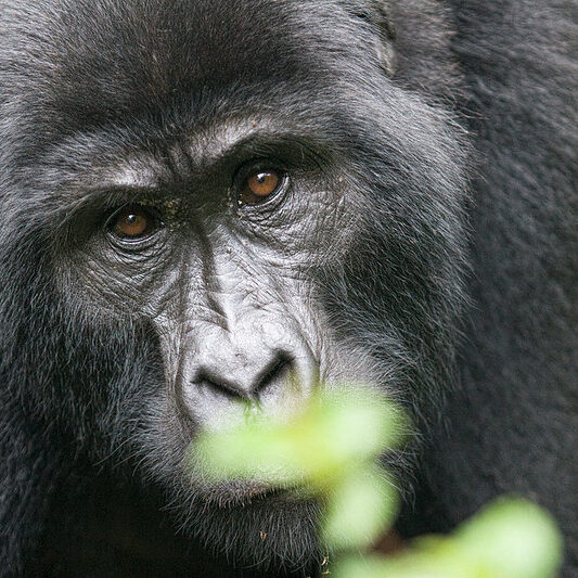Rwanda