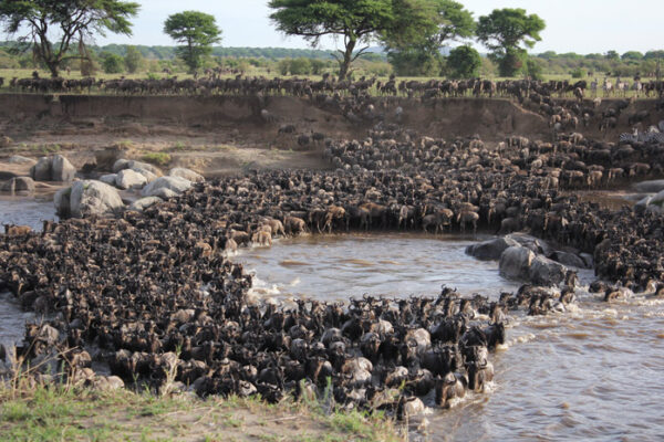 The Great Wildebeest Migration The Great Wildebeest Migration