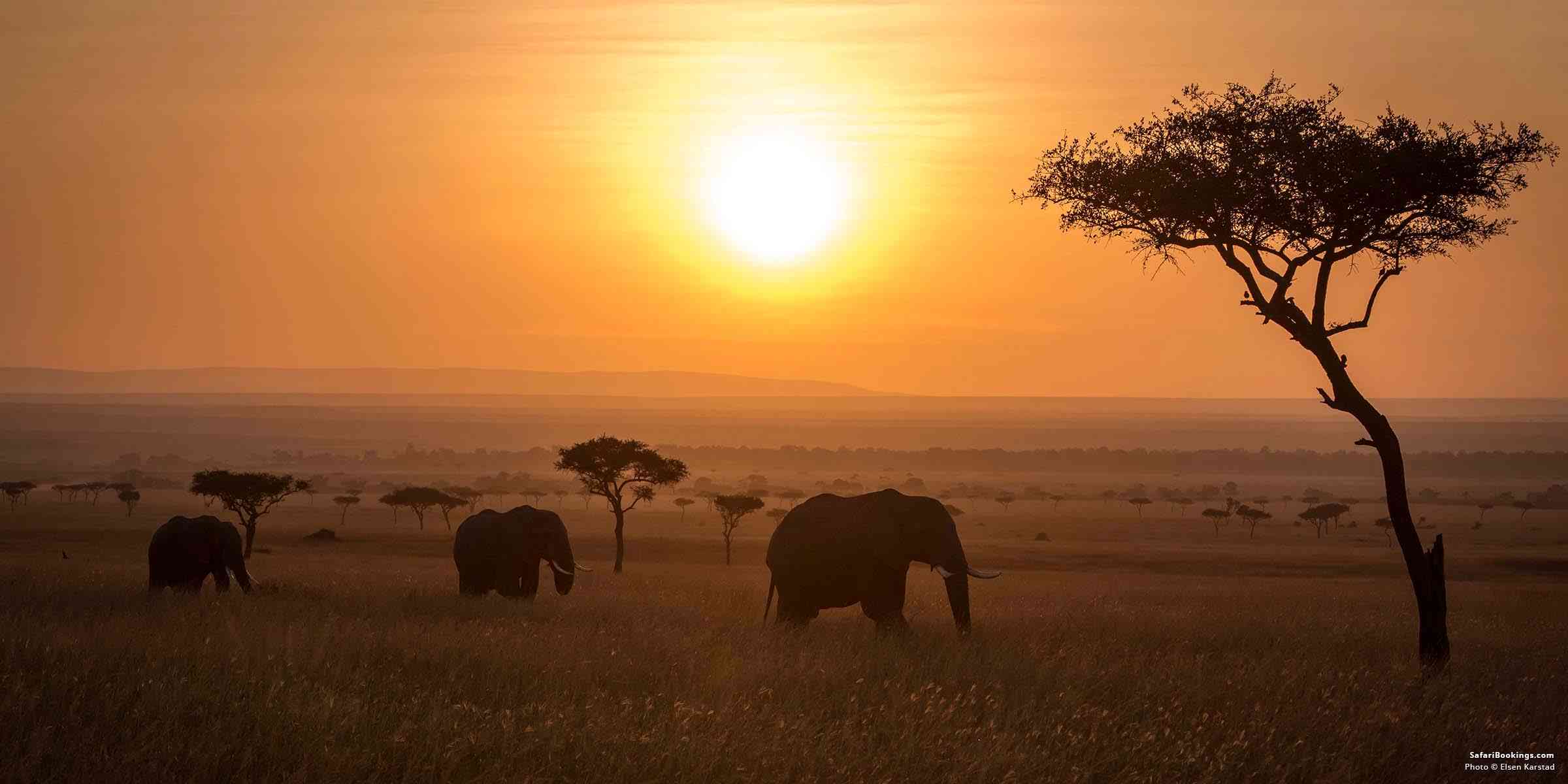 Kenya or Tanzania