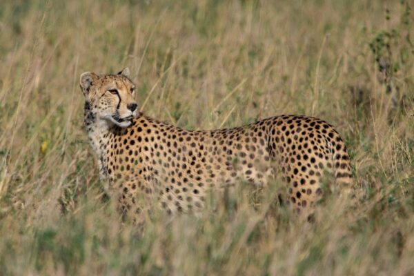 10-Day Ultimate Northern Tanzania Safari 10-Day Ultimate Northern Tanzania Safari
