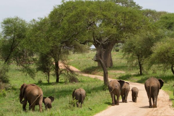 3-Day Tarangire & Ngorongoro Safari 3-Day Tarangire & Ngorongoro Safari
