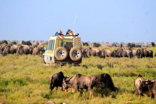 4-Day Tanzania Northern Circuit Safari 4-Day Tanzania Northern Circuit Safari