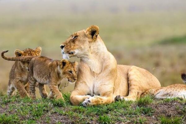 6-Day-Classic-Northern-Tanzania-Safari 6-Day-Classic-Northern-Tanzania-Safari