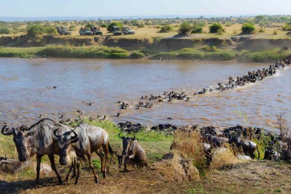 7-Day Great Migration Safari 7-Day Great Migration Safari